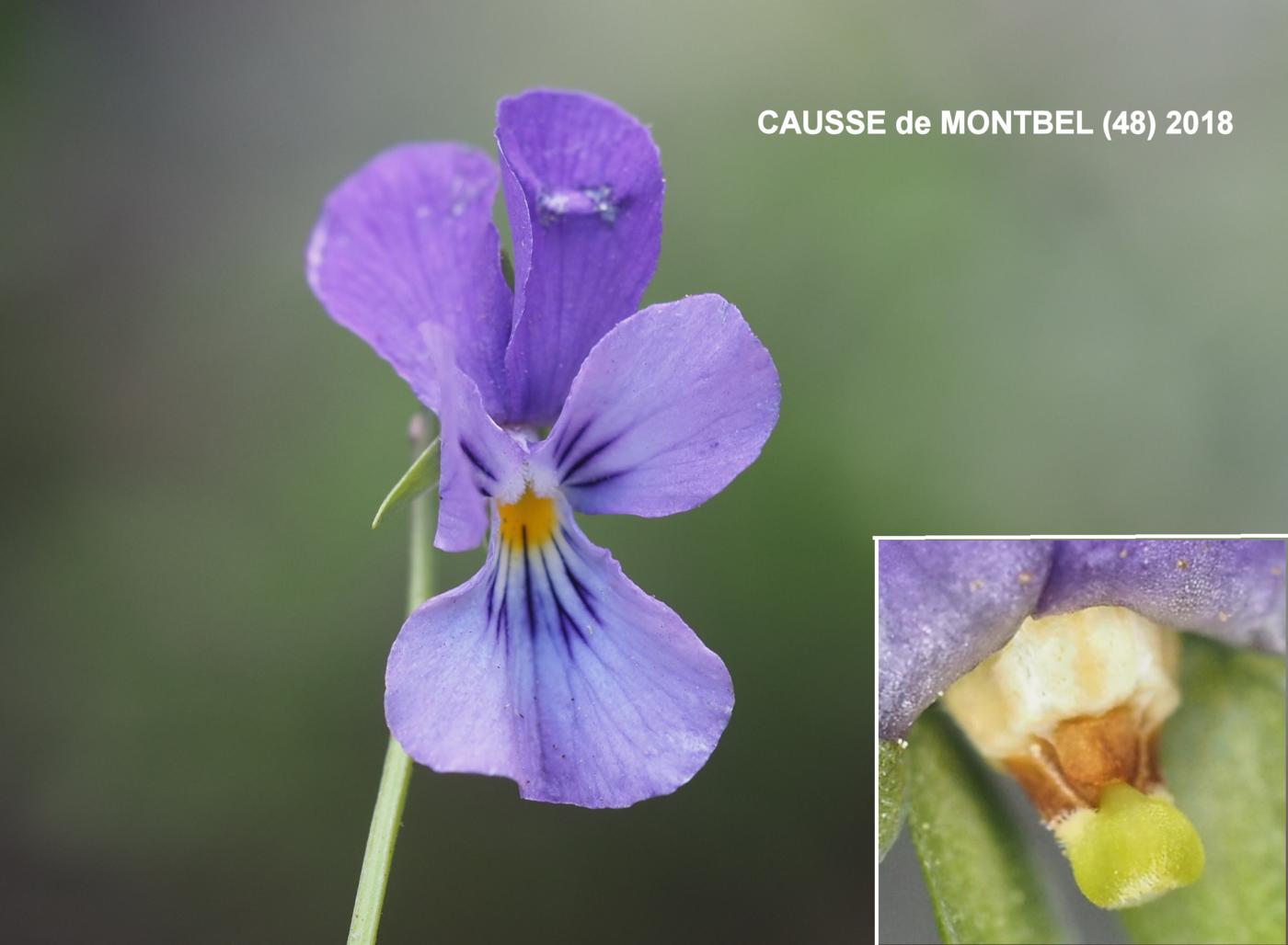 Pansy, Wild, Heartease flower